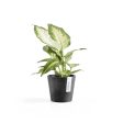 Ecopots Amsterdam Recycled Plastic Pot Black Online