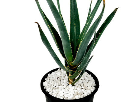 Aloe  Hercules  - Tree Aloe Cheap