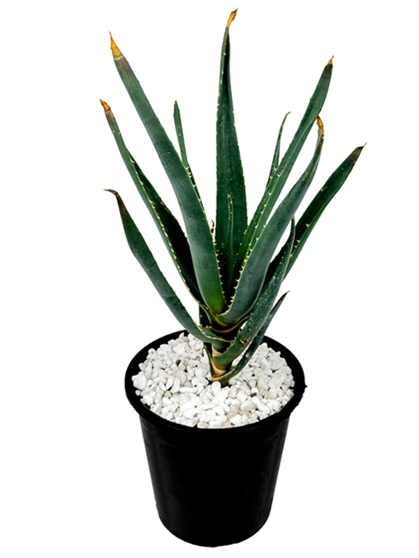 Aloe  Hercules  - Tree Aloe Cheap