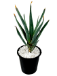 Aloe  Hercules  - Tree Aloe Cheap