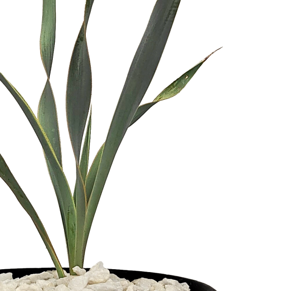 Yucca pallida - Pale Leaf Yucca Online Hot Sale