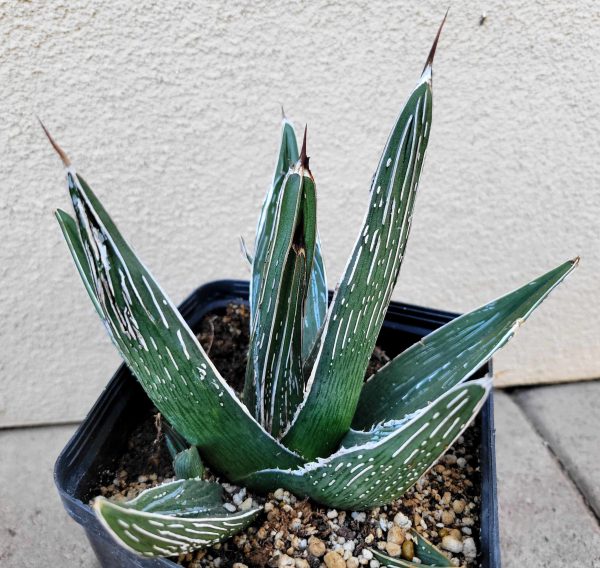 Agave pintilla - Maguey Pintillo (Rare) Discount