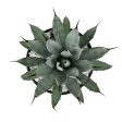 Agave macroacantha - Black spine agave Hot on Sale