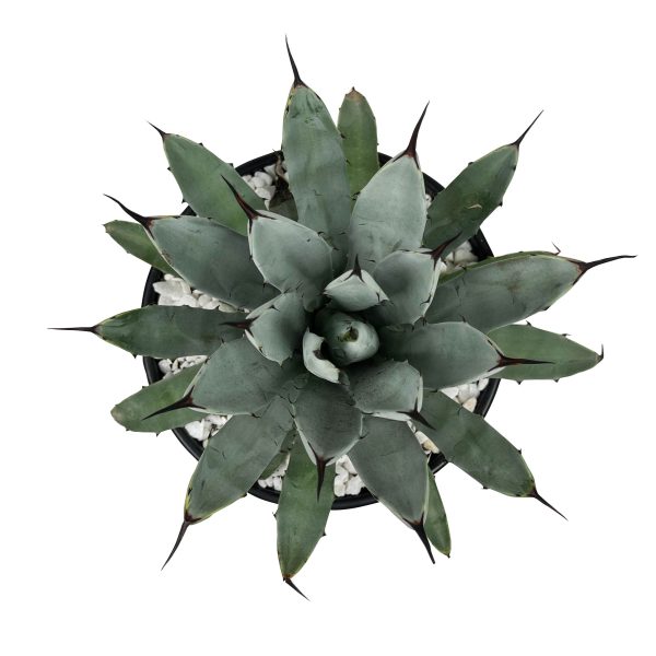 Agave macroacantha - Black spine agave Hot on Sale