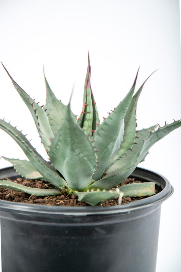 Agave havardiana - Havard Century Plant Online