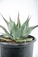 Agave havardiana - Havard Century Plant Online