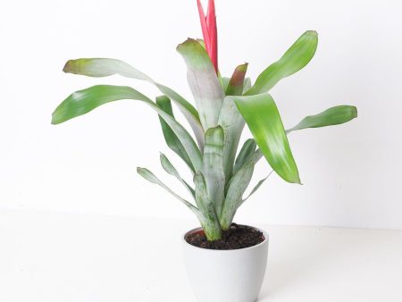 Aechmea  Pink Flower  For Sale