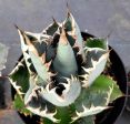 Agave titanota  Lions Mane  Online now