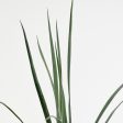 Yucca rostrata - Beaked Yucca Online Hot Sale