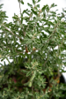 Leucophyllum spp.- Texas sage Cheap