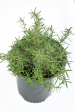 Rosmarinus officinalis - Upright Rosemary Online