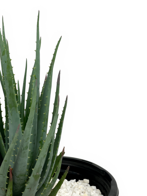 Aloe brevifolia  Blue Elf  For Discount