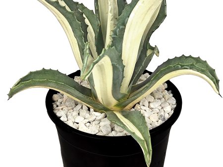 Agave a. medio-picta  alba  - White-Striped Century Plant For Discount