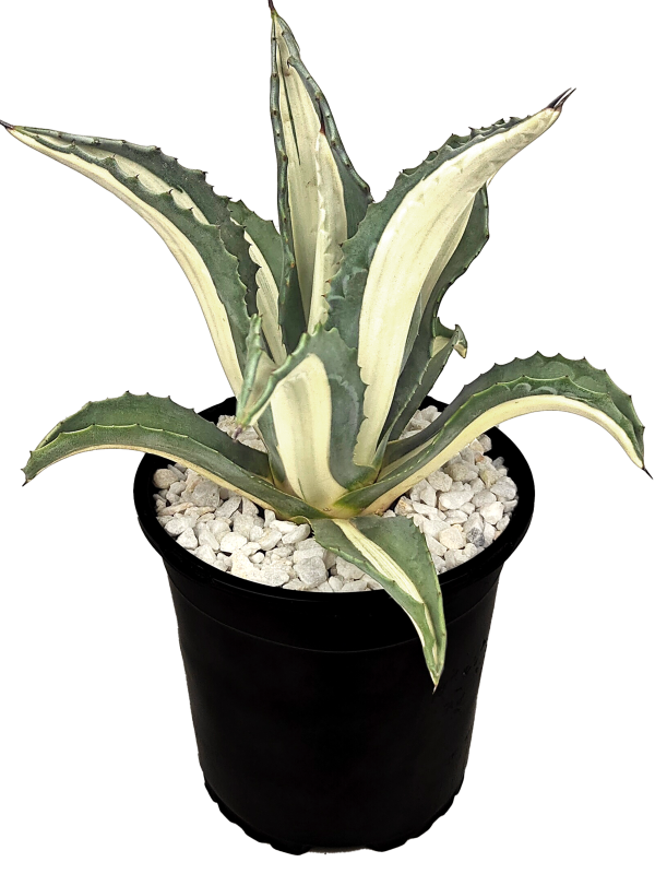 Agave a. medio-picta  alba  - White-Striped Century Plant For Discount