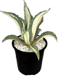 Agave a. medio-picta  alba  - White-Striped Century Plant For Discount