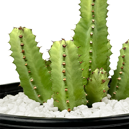 Euphorbia resinifera - Moroccan Mound For Cheap