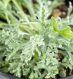 Baileya multiradiata - Desert Marigold on Sale