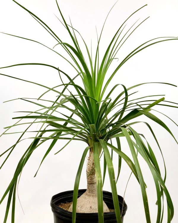 Beaucarnea recurvata - Ponytail Palm, Elephant Foot Sale