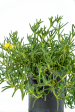 Malephora lutea - Rocky Point Ice Plant Online Hot Sale