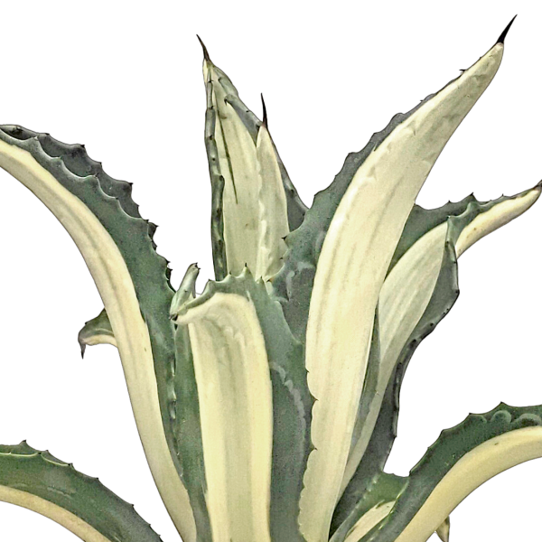 Agave a. medio-picta  alba  - White-Striped Century Plant For Discount