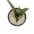 Aloe barbadensis - Aloe vera-orange Online now