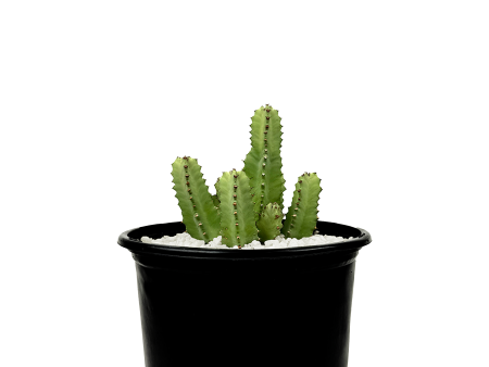 Euphorbia resinifera - Moroccan Mound For Cheap