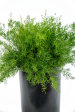 Asparagus sprengeri - Asparagus Fern Cheap