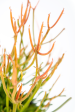 Euphorbia tirucalli  Firestick  - Sticks on Fire Online Hot Sale