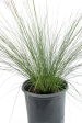 Muhlenbergia capillaris - Pink muhly grass For Cheap