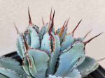 Agave potatorum  Cubic  For Discount