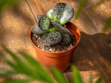 Adromischus Trigynus Calico Hearts Online