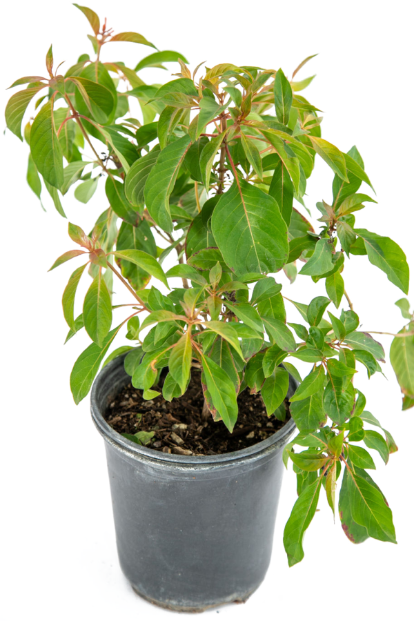 Hamelia patens - Red Firecracker Bush For Sale