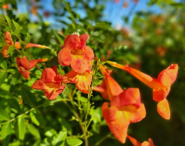 Tecoma hybrid - Red Bells Online now