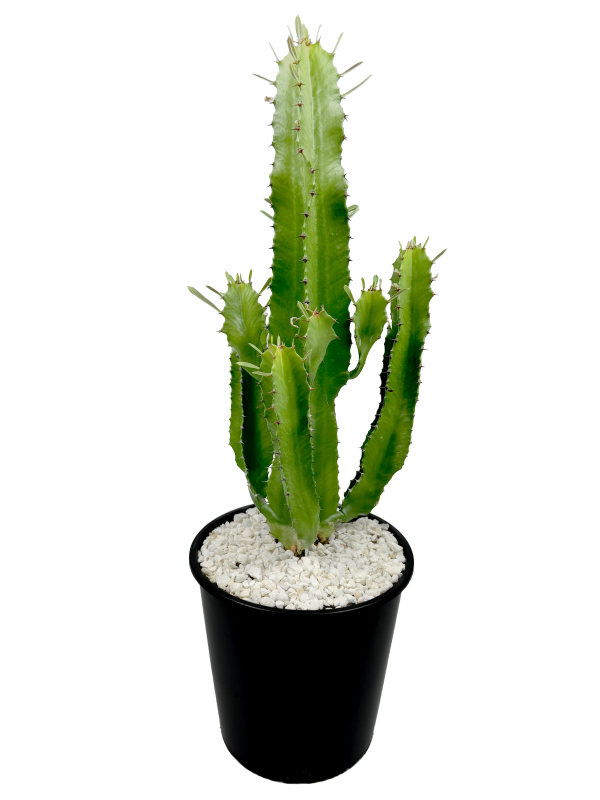 Euphorbia ingens - Candelabra Tree Online Hot Sale