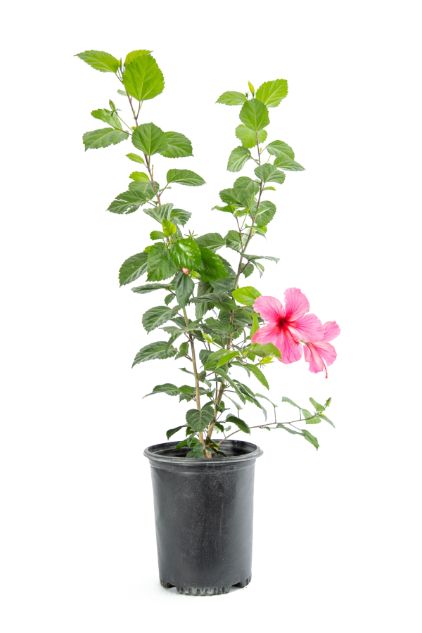 Hibiscus rosa-sinensis Discount