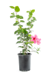 Hibiscus rosa-sinensis Discount