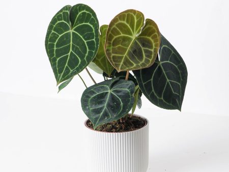 Anthurium Clarinervium Hot on Sale