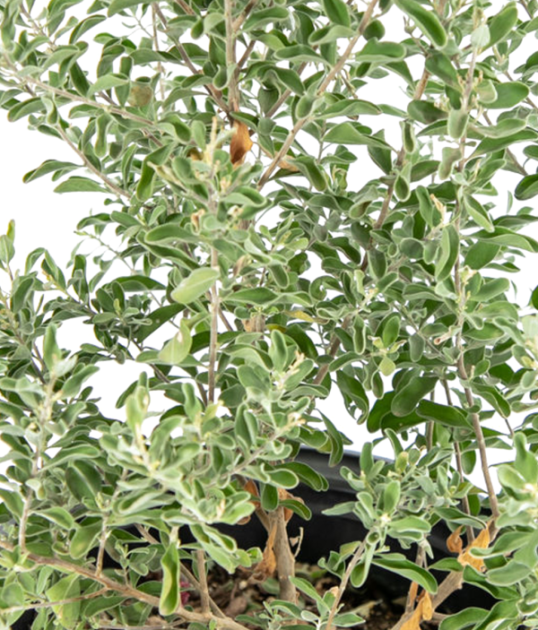 Leucophyllum spp.- Texas sage Cheap