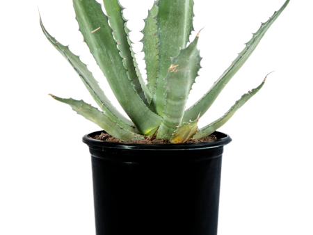 Agave salmiana  Green Giant  For Discount