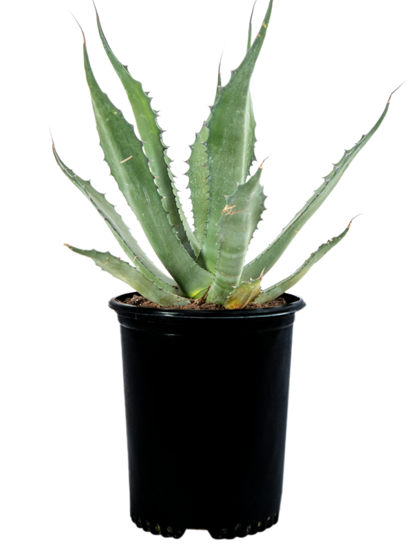 Agave salmiana  Green Giant  For Discount