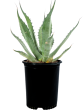 Agave salmiana  Green Giant  For Discount