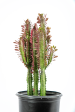 Euphorbia trigona  rubra  - Ruby Red Trigona Cheap