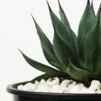 Agave x  Blue Emperor  For Sale