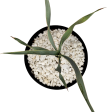 Yucca pallida - Pale Leaf Yucca Online Hot Sale