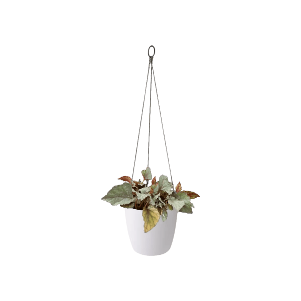 Elho Brussels Hanging Basket Online Sale