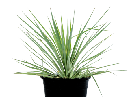 Yucca recurvifolia (pendula) Hot on Sale