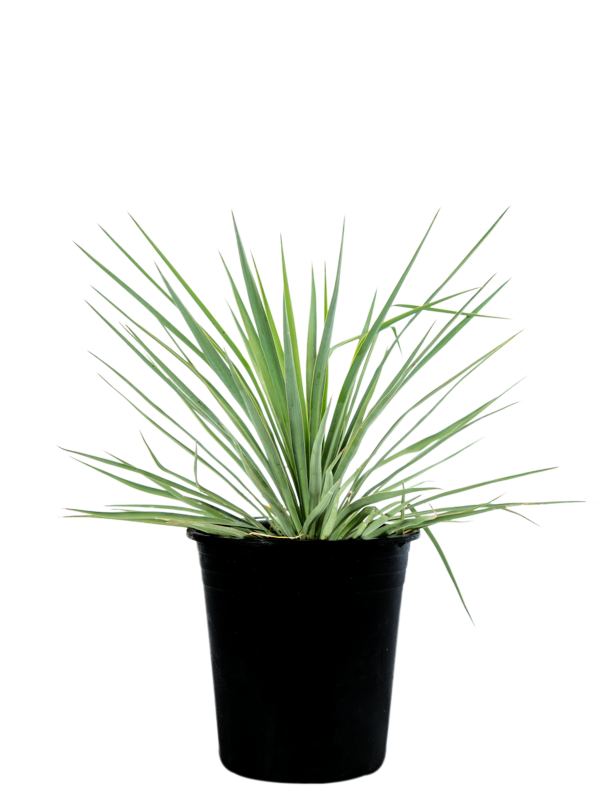 Yucca recurvifolia (pendula) Hot on Sale