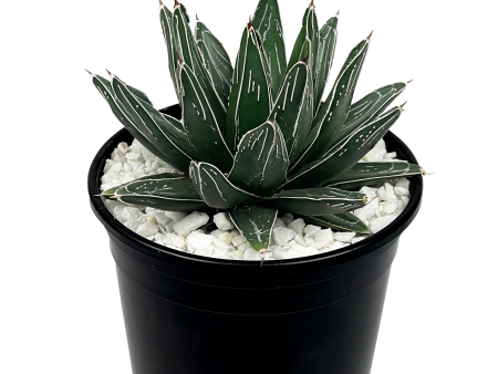 Agave victoriae-reginae - Queen Victoria agave For Discount