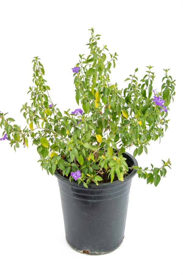 Ruellia peninsularis - Desert Ruellia Sale