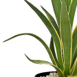 Agave angustifolia v. marginata - Narrow Leaf Agave Online Hot Sale